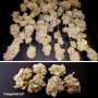 Cannabis seeds Orange Bud 2.0® NEW! from Dutch Passion